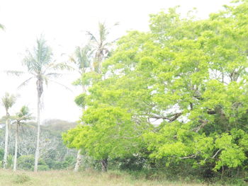 Trees on landscape