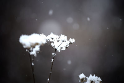 Close-up of fresh flower tree against sky