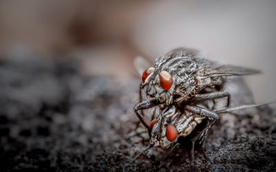 Close-up of flies mating outdoors