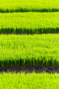 Full frame shot of agricultural field