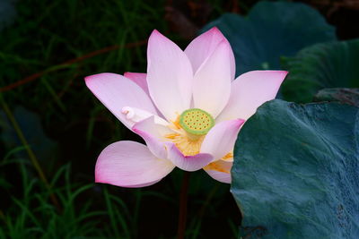 Close-up of lotus water lily