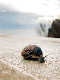 Close-up of snail on land