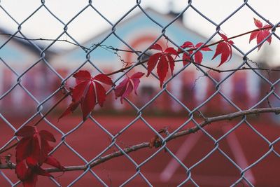 Full frame shot of chainlink fence