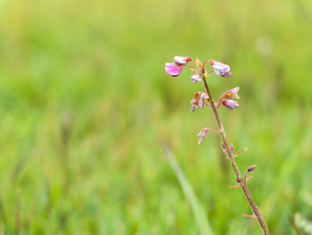 Close-up of pink flowers blooming outdoors