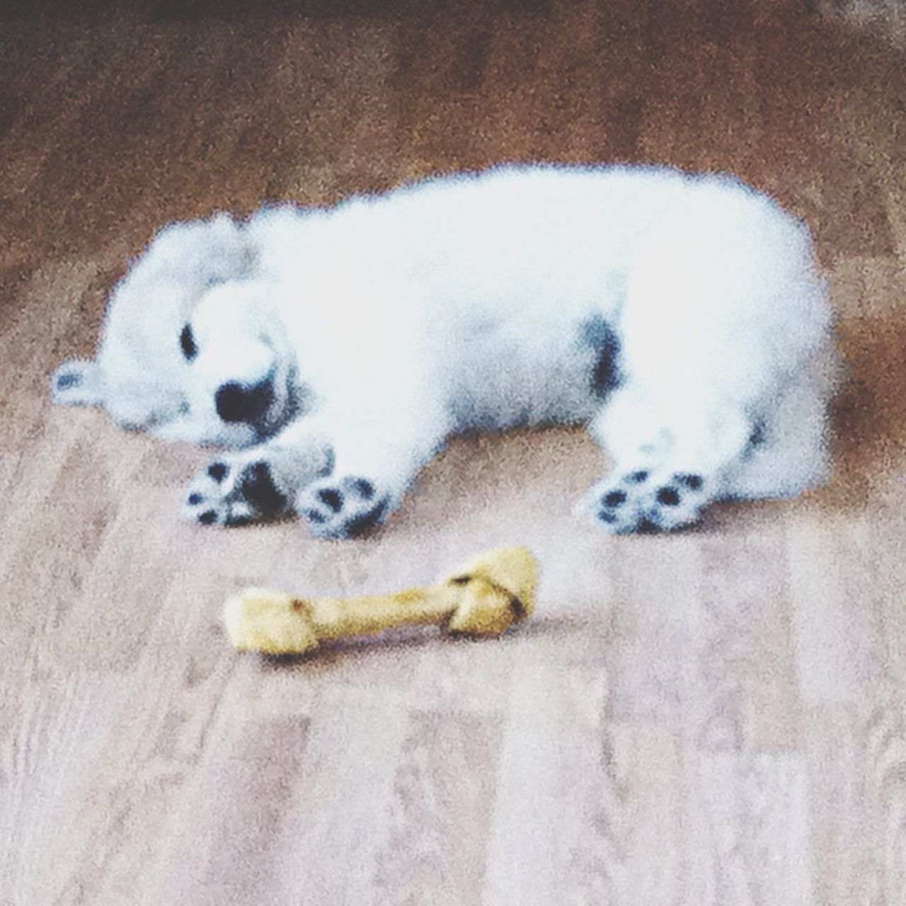 domestic animals, animal themes, pets, mammal, one animal, high angle view, domestic cat, indoors, sleeping, dog, relaxation, white color, lying down, cat, resting, feline, no people, flooring, close-up, day