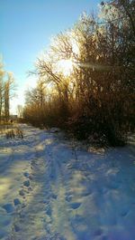 Sun shining through trees