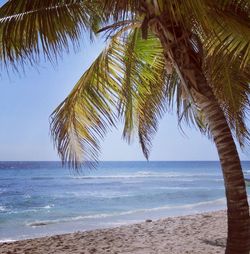 Palm trees on beach against clear sky