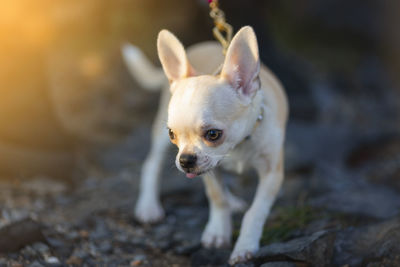 Close-up of a dog looking away