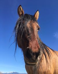 Close-up of horse standing against blue sky