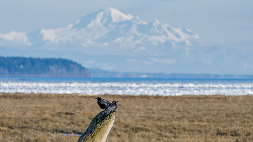 Birds perching on wooden post at field