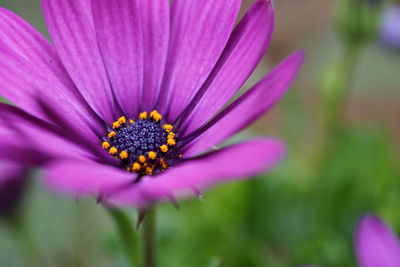 Close-up of pink flower