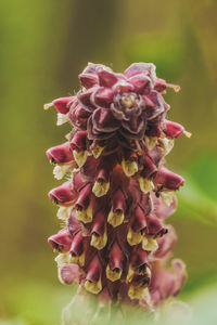 Close-up of pink flowering plant