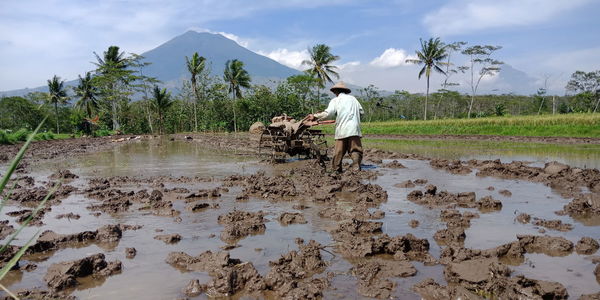 Rear view of farmer working at farm