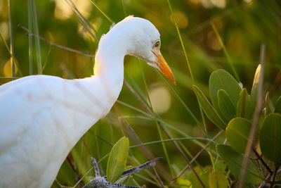 Close-up of a bird