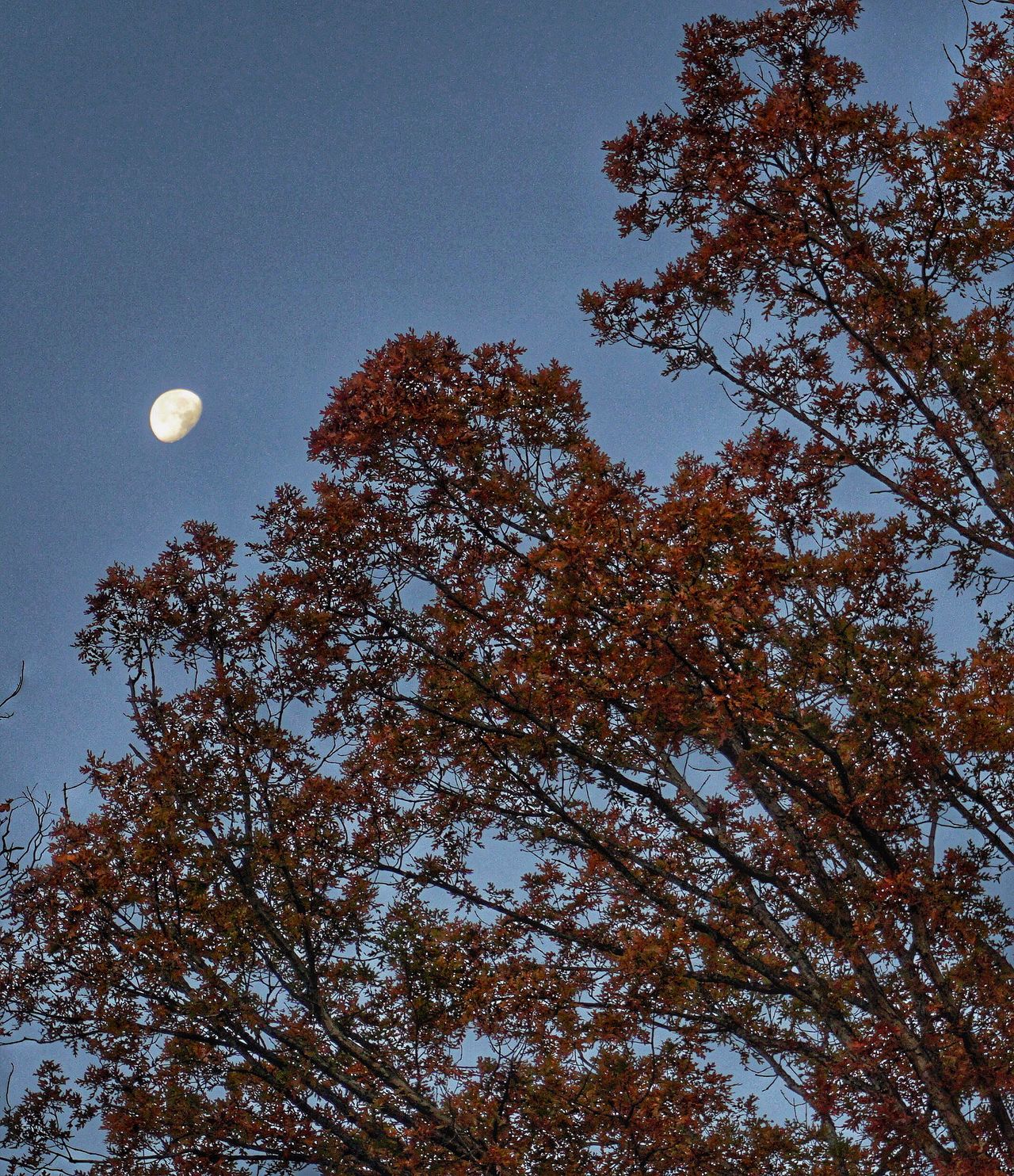 Halloween Eve Moon