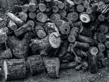 Stack of logs in forest