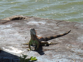 High angle view of lizard on beach