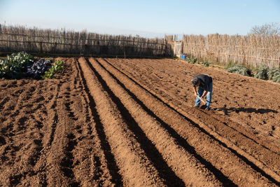 Full length rear view of horse on land