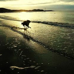 Dog standing on beach