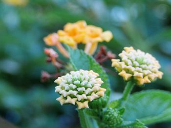 Close-up of flowering plant