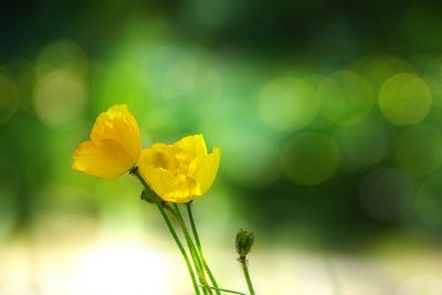 Close-up of yellow flower