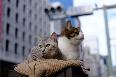 Portrait of cat sitting outdoors