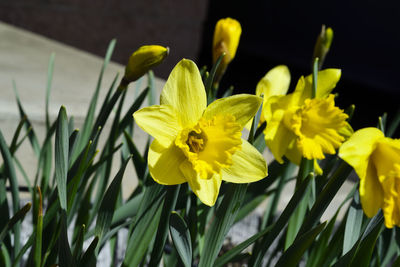 Close-up of yellow flowering plant