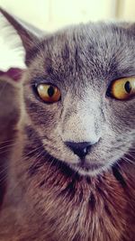 Close-up portrait of a cat