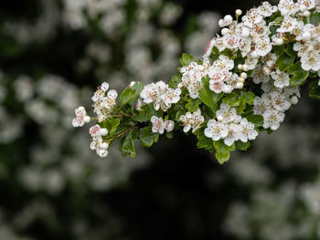 White flowers 