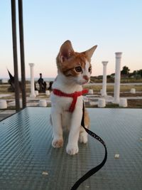 Cat looking away against sky