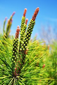 Close-up of berries growing on plant