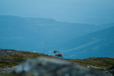 Scenic view of reindeer on mountain range against sky