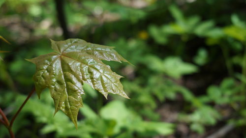 Close-up of green leaves on plant