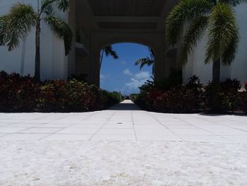 Footpath amidst palm trees against sky