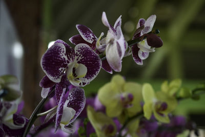 Close-up of purple flowering plant