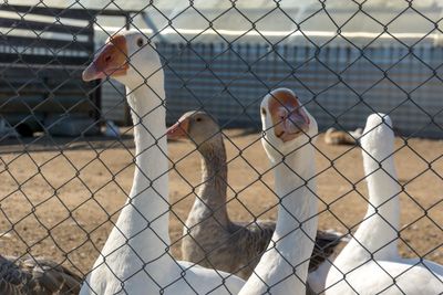 Birds in cage seen through chainlink fence