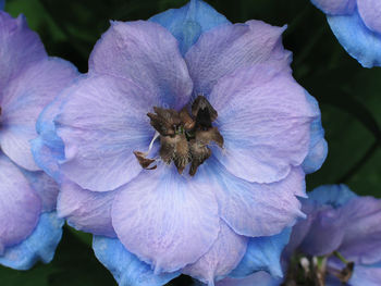 Close-up of purple flowers blooming