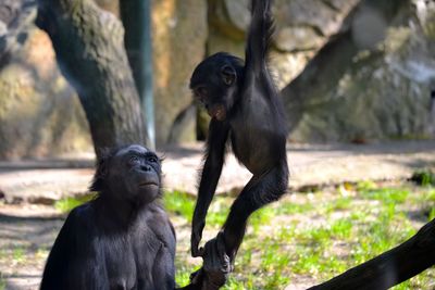 Monkey sitting on tree