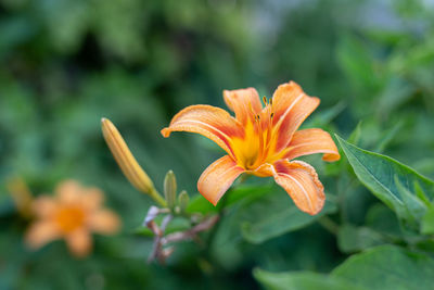 Close-up of orange lily