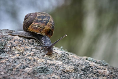 Close-up of snail on rock