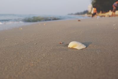 Close-up of shell on beach