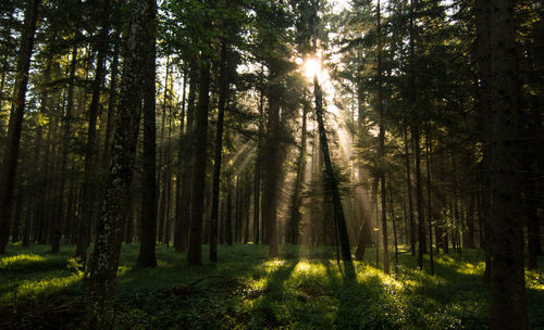 Sun shining through trees