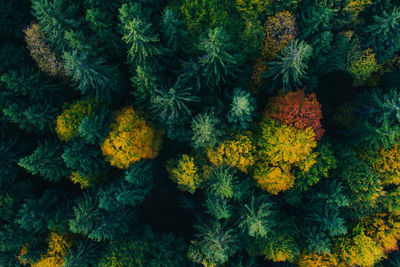 High angle view of flowering plants