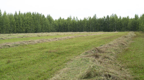 Scenic view of trees growing on field against sky