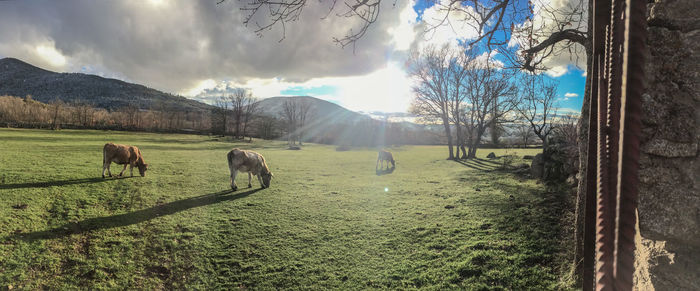 Panoramic view of sheep grazing on field against sky