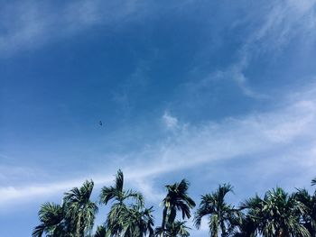 Low angle view of coconut palm trees against blue sky