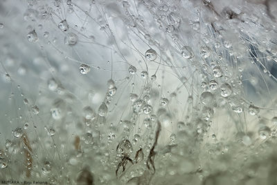 Close-up of water drops on leaf