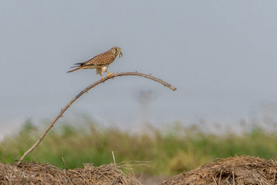 Bird perching on a plant