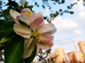 Close-up of pink cherry blossoms against sky