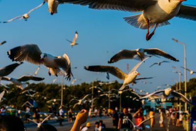 Seagulls flying against sky